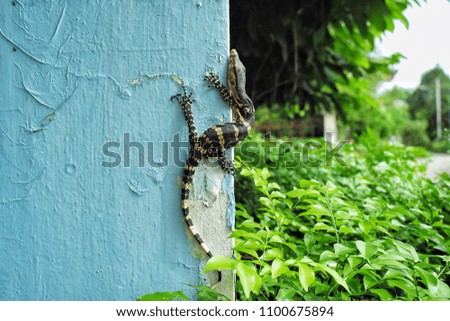 Lizard holds on the concrete fence of house. Salamander lives in town. Baby lizard.