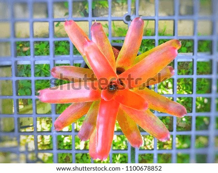 Bromeliad (Bromeliad or Aechmea fasciata or BROMELIACEAE) is charming ornamental plant with colorful in garden