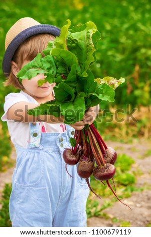 Child and  bio vegetables on the farm. Selective focus. 