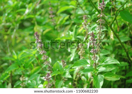 Close up basil plant in the garden with nature background. Basil is a vegetable herb, popular used for cooking food in Asia.