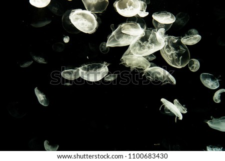 jelly fish floating in tank
