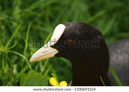 Portrait of a moorhen of black color. The head is black and its beak is white. She has the bottom of dark eyes. Day shooting, without character and outdoor.