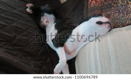 Boston Terrier on the Sofa