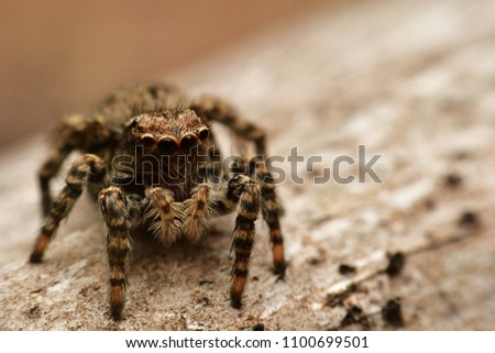 Jumping spider ,macro picture background ,spider in Thailand.close up of jumping spider.