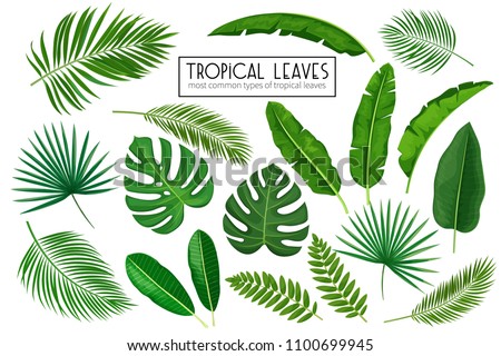 Vector set tropical leaves. Jungle exotic leaf philodendron, areca palm, royal fern, plumeria and etc. Illustration for summer tropical paradise advertising design vacation.