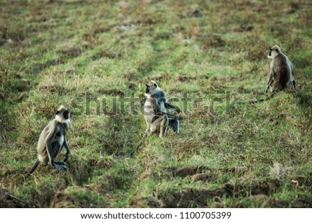 monkeys in sri lanka nature