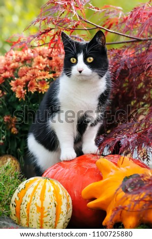 
A black-white bicolored cat, European Shorthair, standing on pumpkins as an observation spot and watching curiously the autumnal garden, Germany Royalty-Free Stock Photo #1100725880