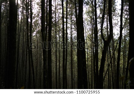 Very Dark Forest