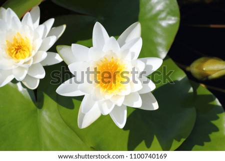 Macro photo of lotus flower it may be designs to your design graphic