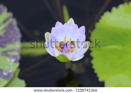Macro photo of lotus flower with bees it may be designs to your design graphic