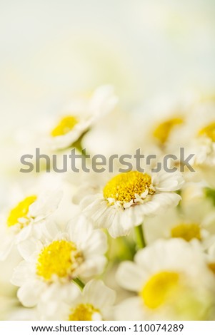 Beautiful daisies flowers close-up background