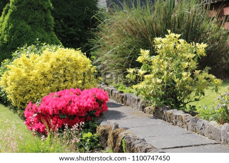 Flowering Plants in East Renfrewshire - Scotland 