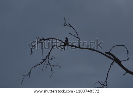silhouette a bird perched on branch