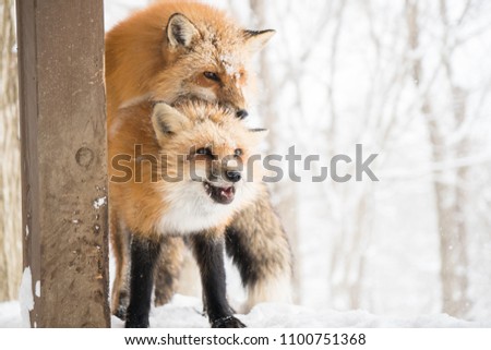 A couple of foxes is breeding in winter