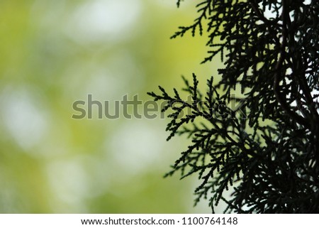 Nature blury background stock image Green background