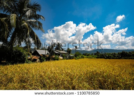 Yellow field And bright sky in the countryside.