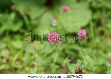 pink clover flower, close up