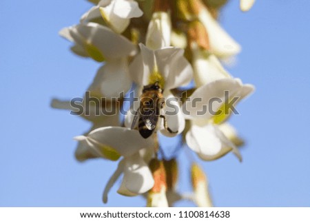Close up picture of bee collecting acacia nectar on a blooming branch
