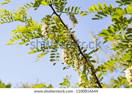 Close up picture of beautiful blooming acacia tree - organic bee honey source