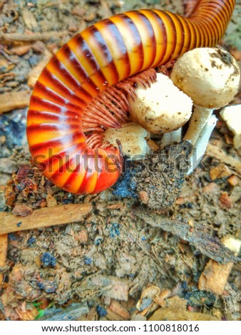 A picture of a millipede eating us mushrooms.