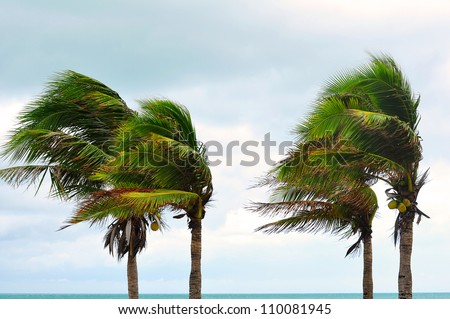 palms at hurricane Royalty-Free Stock Photo #110081945