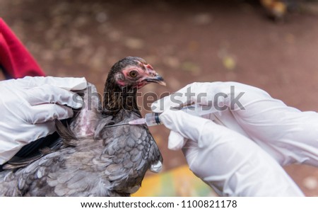 Veterinary inject vaccine to chicken for prevent Poultry Diseases . Avian influenza is highly pathogenic avian influenza (HPAI). "Bird flu" is a similar to "swine ," "dog ," "horse ," or "human flu". Royalty-Free Stock Photo #1100821178