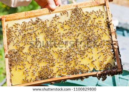 Close up picture of beekeeper holding honeycomb full of working bees outdoor