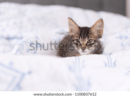  Tabby Kitten Relaxing on Soft Bed