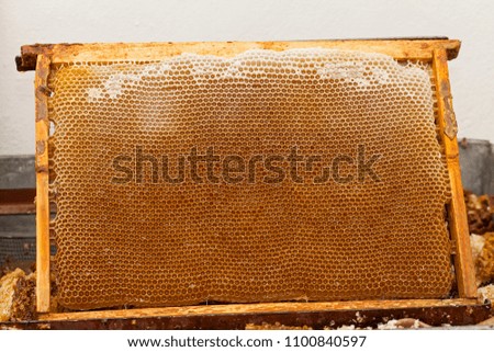 Close up picture of bee on a honeycomb filled with fresh acacia honey & organic beeswax