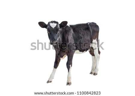 cow farm  animal Royalty-Free Stock Photo #1100842823