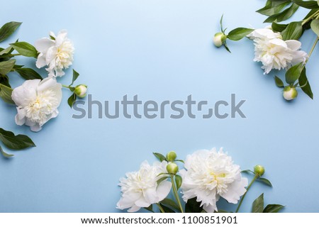 Flowers composition. Frame made of white peony flowers on blue background. Flat lay, top view.