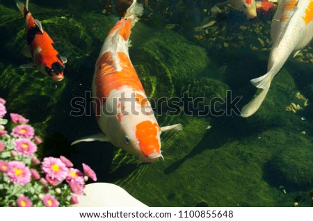 Color carp in the pond