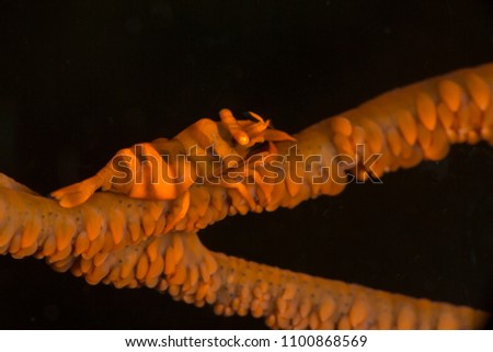 Anker’s Whip Coral Shrimp (Pontonides ankeri). Picture was taken in Anilao, Philippines
