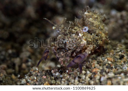 Simplex Shrimp (Phyllognathia simplex). Picture was taken in Anilao, Philippines