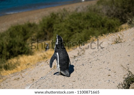 Magellanic Penguins on the Isla Valdes, Argentina