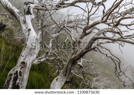 Creepy landscape showing a misty dark forest with dead white trees on a cold day