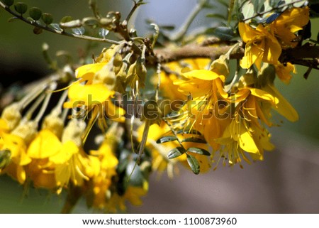 Beautiful and exotic yellow flower on semi-tropical shrub. Focus on right side fading softer to the left.