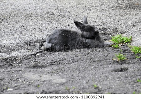 Young rabbit lies in the sand