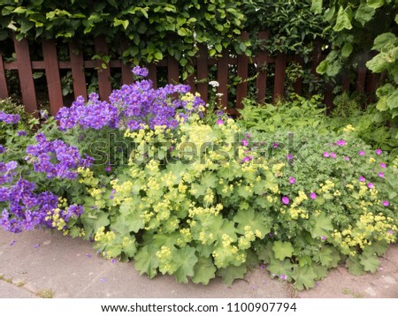 A beautiful perennial bed with geranium and alchemilla Royalty-Free Stock Photo #1100907794