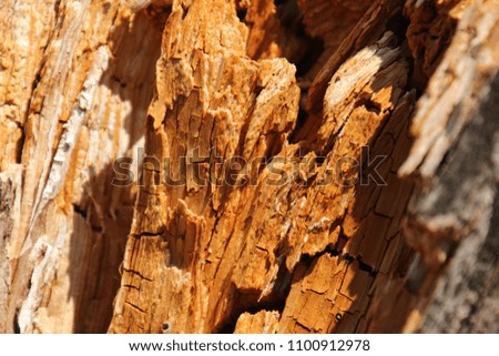 dead tree - wood - background