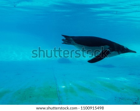close up on penguin swimming underwater in clear blue water. animals in wildlife  