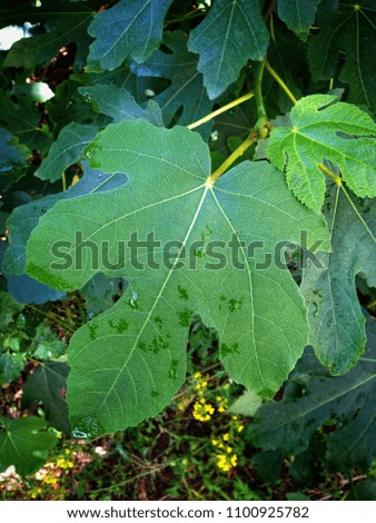 figs tree leafs, fruit. green background, nature wallpaper