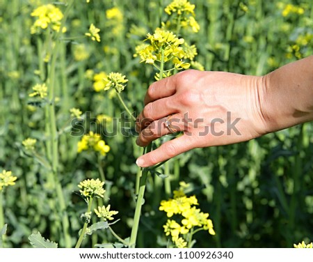 running hands through yellow rapeseed flowers in the field with people stock image stock photo