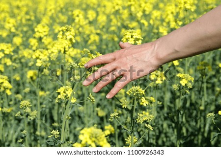 running hands through yellow rapeseed flowers in the field with people stock photography stock photo