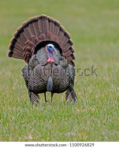A single wild turkey faces the camera and displays his tail feathers. Royalty-Free Stock Photo #1100926829