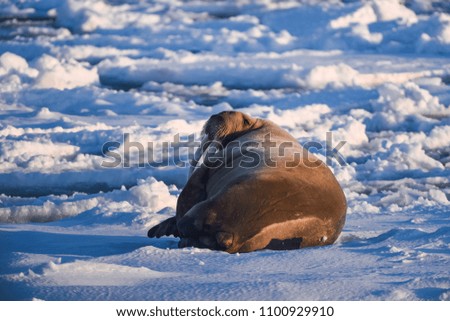  norway landscape nature walrus on an ice floe  of Spitsbergen Longyearbyen  Svalbard   arctic winter  polar sunshine day  sky