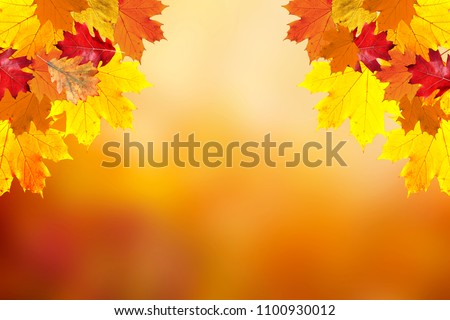 Sunny colorful fall season leaves on blurry bokeh nature copy space background. Selective focus used.