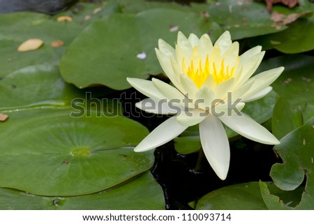 off white lotus on the green leaf