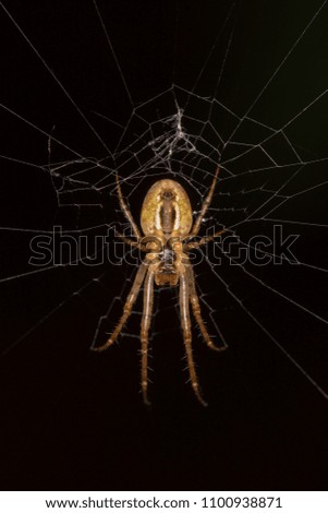 A creepy brown spider in a spiderweb - bottom view