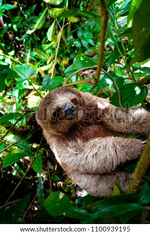 Young wild sloth in Costa Rica, sitting in a tree close to Bijagua. 